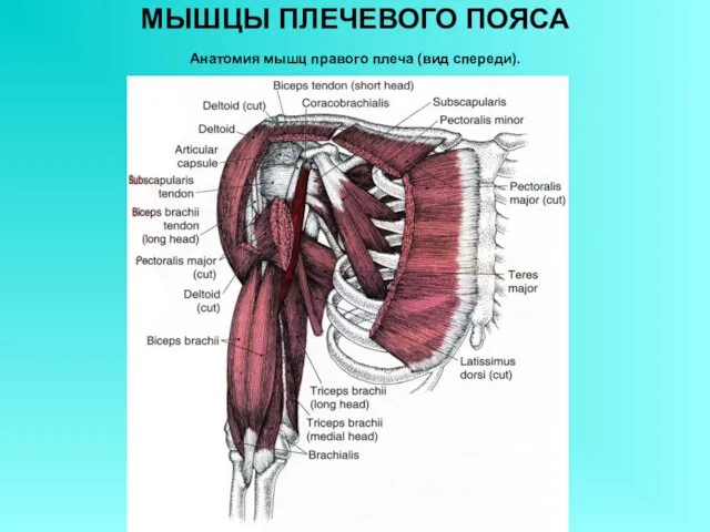 МЫШЦЫ ПЛЕЧЕВОГО ПОЯСА Анатомия мышц правого плеча (вид спереди).
