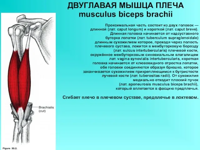 ДВУГЛАВАЯ МЫШЦА ПЛЕЧА musculus biceps brachii Проксимальная часть состоит из двух головок —