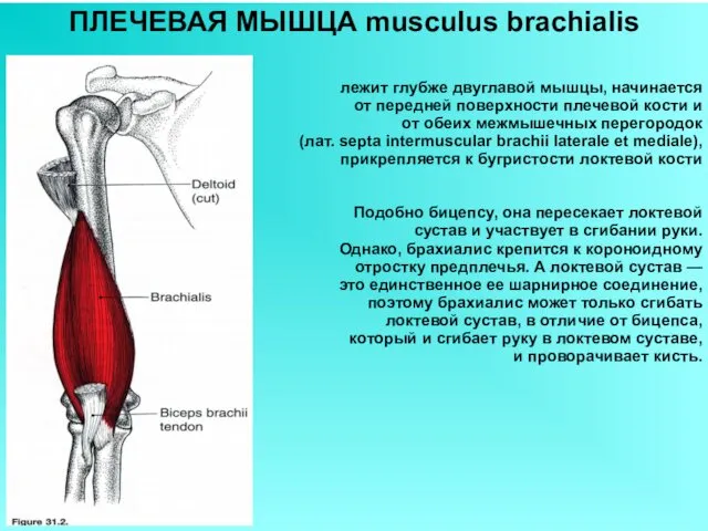 ПЛЕЧЕВАЯ МЫШЦА musculus brachialis лежит глубже двуглавой мышцы, начинается от передней поверхности плечевой