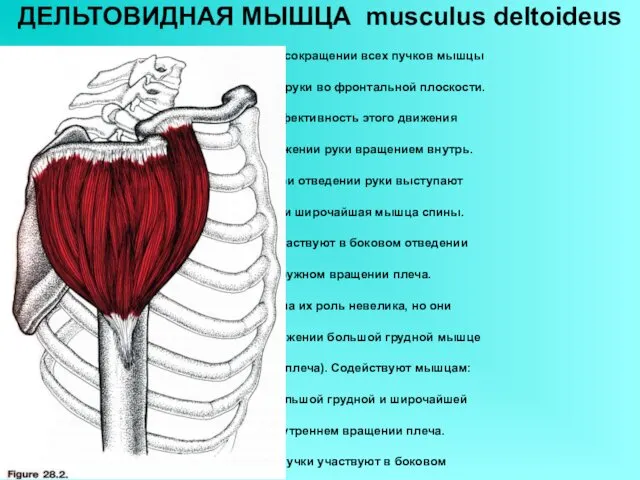 ДЕЛЬТОВИДНАЯ МЫШЦА musculus deltoideus При одновременном сокращении всех пучков мышцы вызывает отведение руки