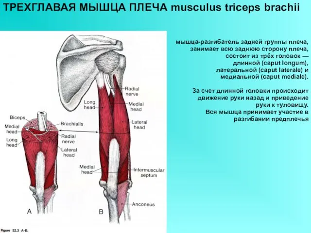 ТРЕХГЛАВАЯ МЫШЦА ПЛЕЧА musculus triceps brachii мышца-разгибатель задней группы плеча, занимает всю заднюю