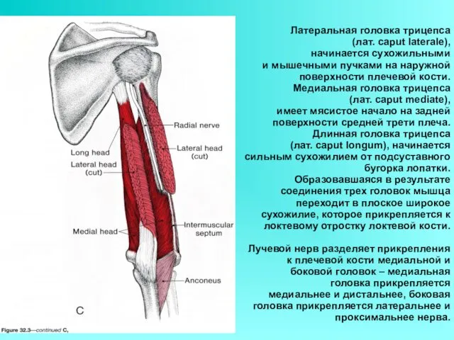 Латеральная головка трицепса (лат. caput laterale), начинается сухожильными и мышечными пучками на наружной
