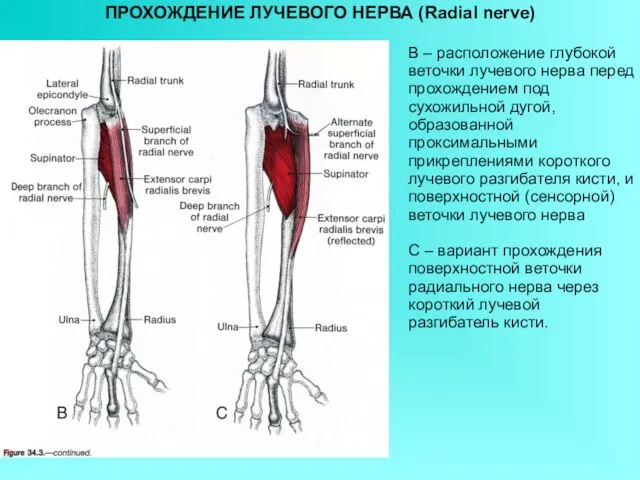 ПРОХОЖДЕНИЕ ЛУЧЕВОГО НЕРВА (Radial nerve) В – расположение глубокой веточки лучевого нерва перед
