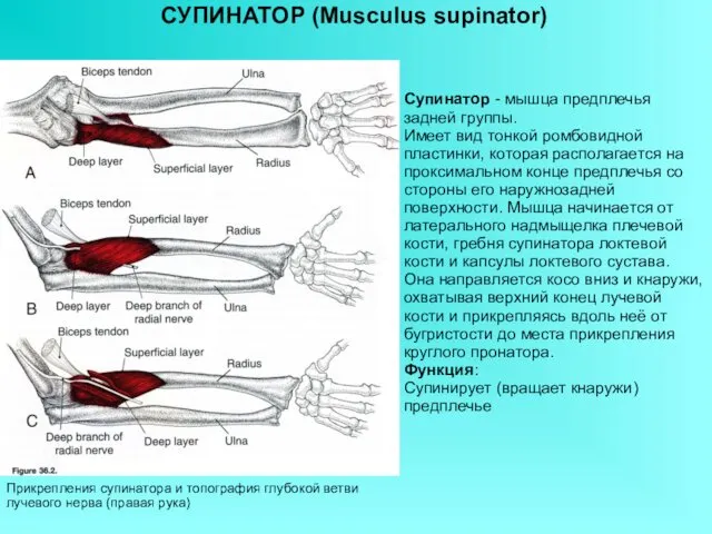 СУПИНАТОР (Musculus supinator) Супинатор - мышца предплечья задней группы. Имеет вид тонкой ромбовидной