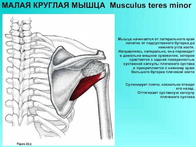 МАЛАЯ КРУГЛАЯ МЫШЦА Musculus teres minor Мышца начинается от латерального края лопатки от
