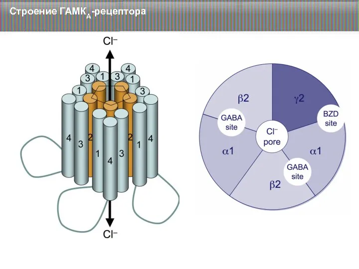 Строение ГАМКА-рецептора