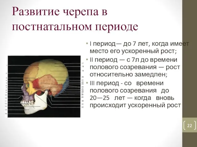 Развитие черепа в постнатальном периоде I период— до 7 лет, когда имеет место