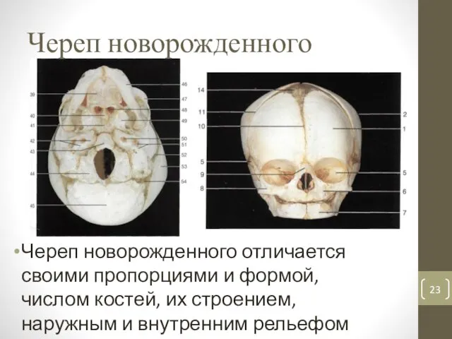 Череп новорожденного Череп новорожденного отличается своими пропорциями и формой, числом костей, их строением,