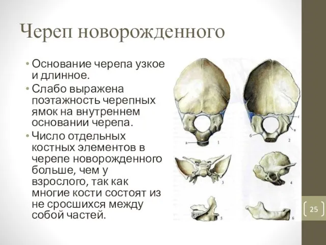 Череп новорожденного Основание черепа узкое и длинное. Слабо выражена поэтажность черепных ямок на