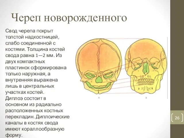 Череп новорожденного Свод черепа покрыт толстой надкостницей, слабо соединенной с костями. Толщина костей