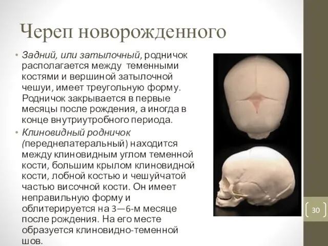 Череп новорожденного Задний, или затылочный, родничок располагается между теменными костями и вершиной затылочной