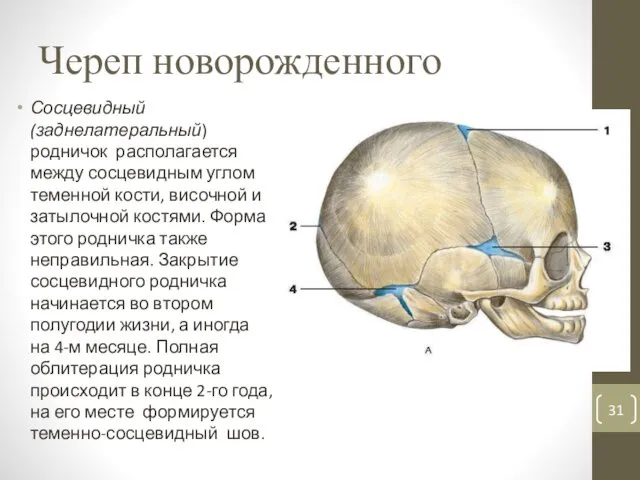 Череп новорожденного Сосцевидный (заднелатеральный) родничок располагается между сосцевидным углом теменной кости, височной и