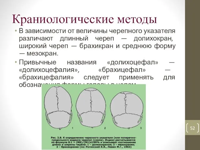 Краниологические методы В зависимости от величины черепного указателя различают длинный череп — долихокран,