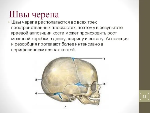 Швы черепа Швы черепа располагаются во всех трех пространственных плоскостях, поэтому в результате