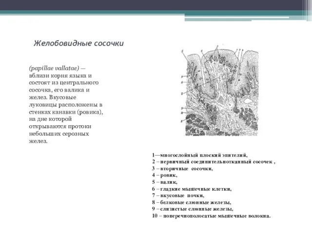 Желобовидные сосочки (papillae vallatae) — вблизи корня языка и состоят