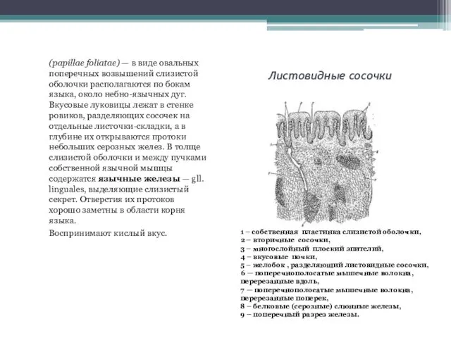 Листовидные сосочки (papillae foliatae) — в виде овальных поперечных возвышений