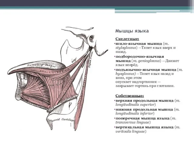 Мышцы языка Скелетные: шило-язычная мышца (m. styloglossus) —Тянет язык вверх