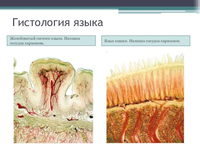 Гистология языка Желобоватый сосочек языка. Наливка сосудов кармином. Язык кошки. Наливка сосудов кармином.