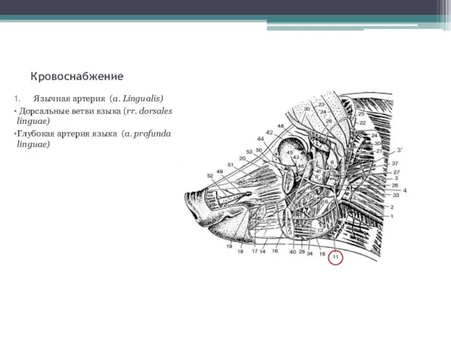 Кровоснабжение Язычная артерия (a. Lingualis) Дорсальные ветви языка (rr. dorsales