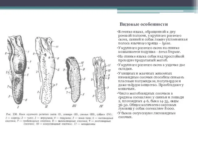 Видовые особенности В стенке языка, обращенной к дну ротовой полости,