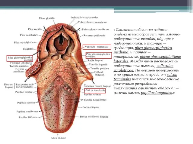 «Слизистая оболочка заднего отдела языка образует три язычно-надгортанные складки, идущие
