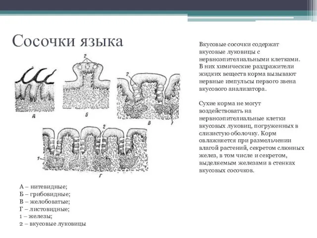 Сосочки языка А – нитевидные; Б – грибовидные; В –