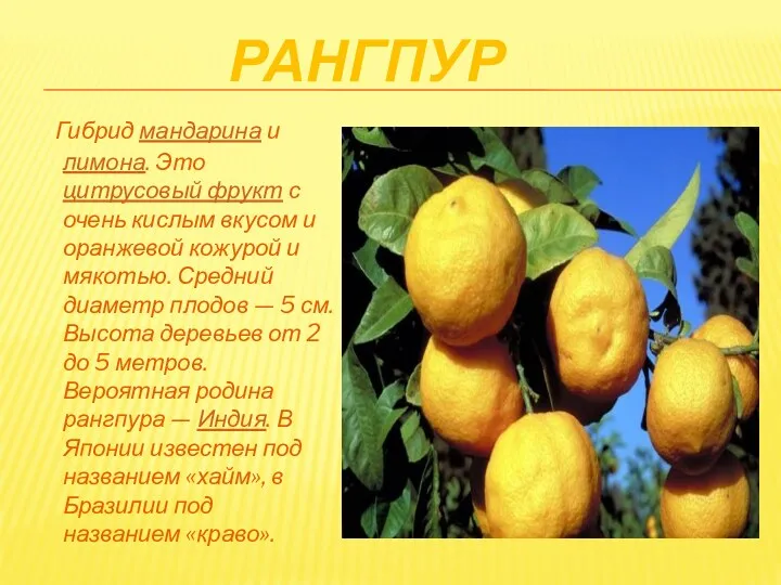 Гибрид мандарина и лимона. Это цитрусовый фрукт с очень кислым вкусом и оранжевой
