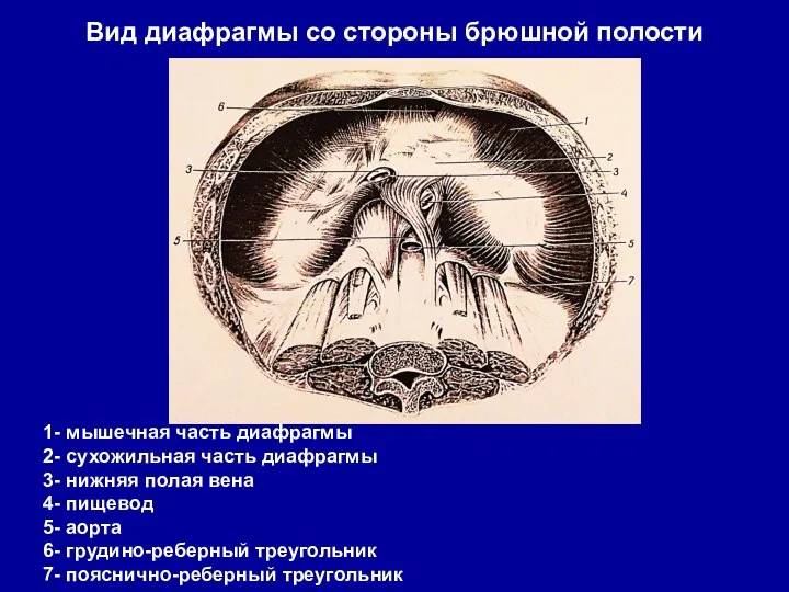 Вид диафрагмы со стороны брюшной полости 1- мышечная часть диафрагмы