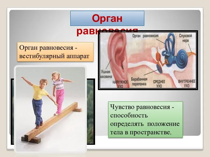 Орган равновесия Орган равновесия - вестибулярный аппарат Чувство равновесия - способность определять положение тела в пространстве.