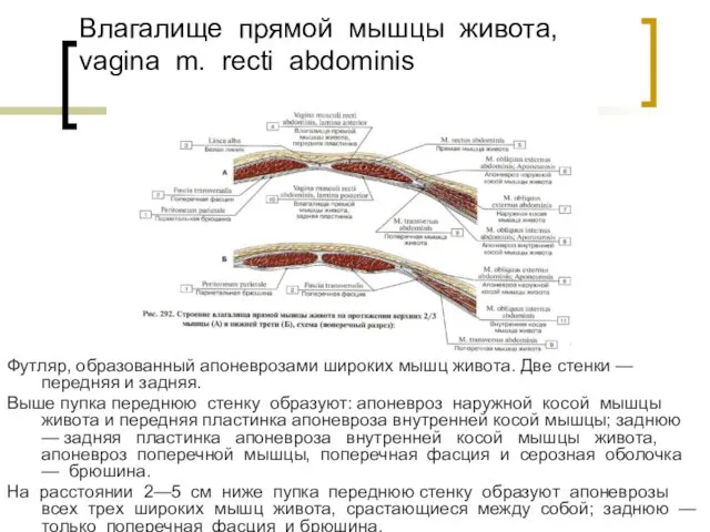 Футляр, образованный апоневрозами широких мышц живота. Две стенки — передняя