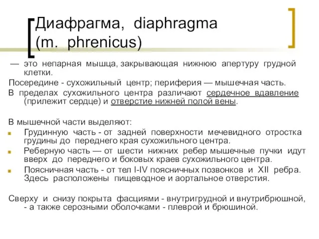 Диафрагма, diaphragma (m. phrenicus) — это непарная мышца, закрывающая нижнюю