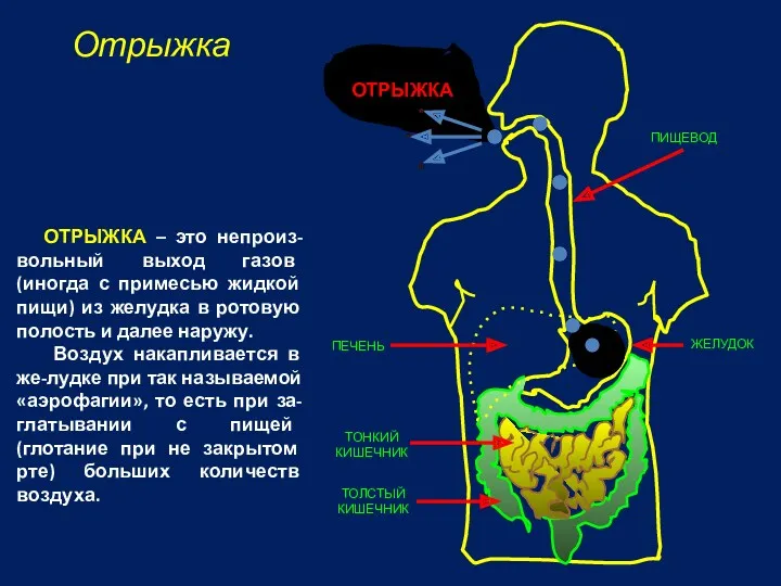 Отрыжка ПИЩЕВОД ЖЕЛУДОК ПЕЧЕНЬ ТОНКИЙ КИШЕЧНИК ТОЛСТЫЙ КИШЕЧНИК ОТРЫЖКА – это непроиз-вольный выход