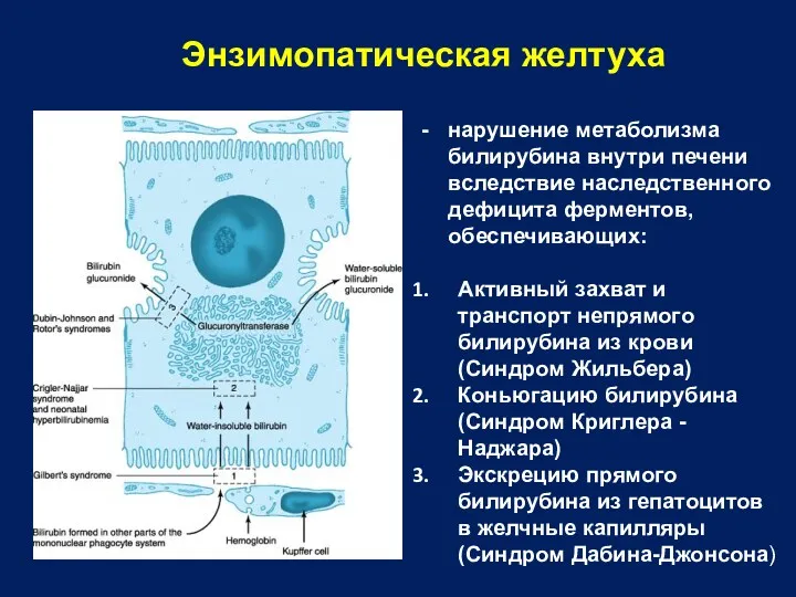 нарушение метаболизма билирубина внутри печени вследствие наследственного дефицита ферментов, обеспечивающих: Активный захват и