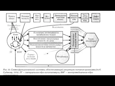 Рис. 50. Схема функциональной системы, обеспечивающей регуляцию питания организ­ма (по К. Судакову, 1976):