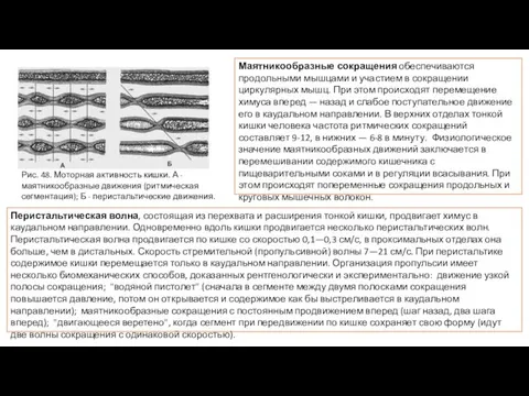 Маятникообразные сокращения обеспечиваются продольными мышцами и участием в сокращении циркулярных