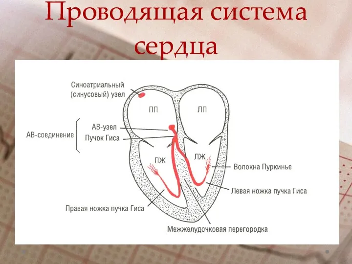 Проводящая система сердца