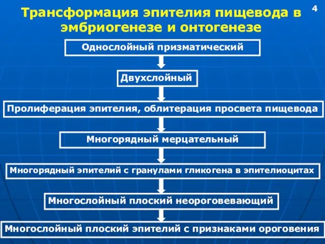 Трансформация эпителия пищевода в эмбриогенезе и онтогенезе Однослойный призматический Двухслойный