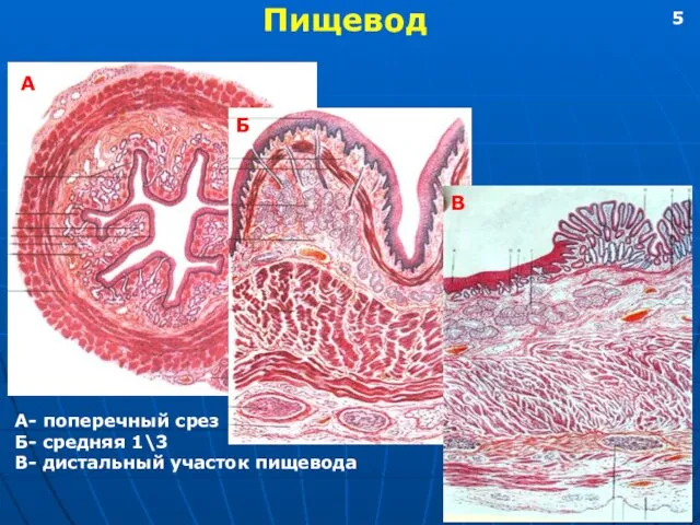 Пищевод А Б В А- поперечный срез Б- средняя 1\3 В- дистальный участок пищевода 5