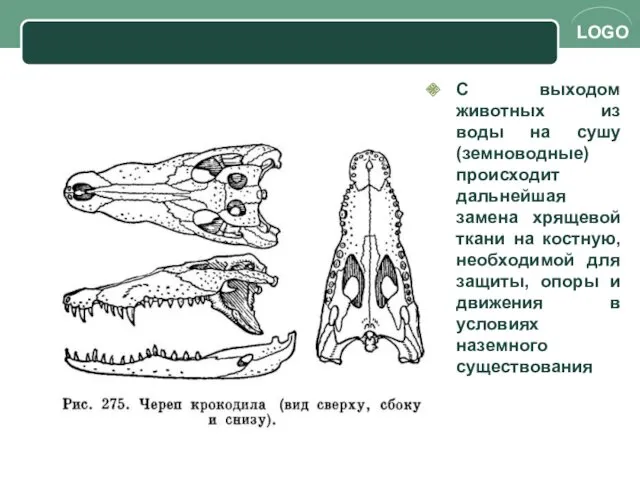 С выходом животных из воды на сушу (земноводные) происходит дальнейшая