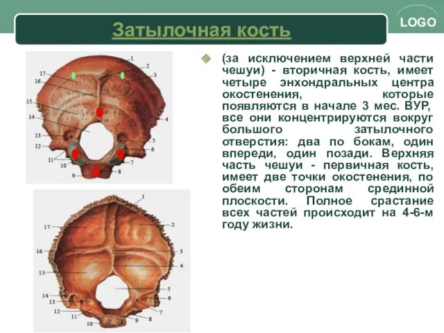 Затылочная кость (за исключением верхней части чешуи) - вторичная кость,