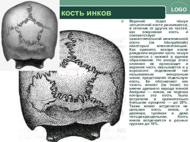 кость инков Верхний отдел чешуи затылочной кости развивается, в отличие