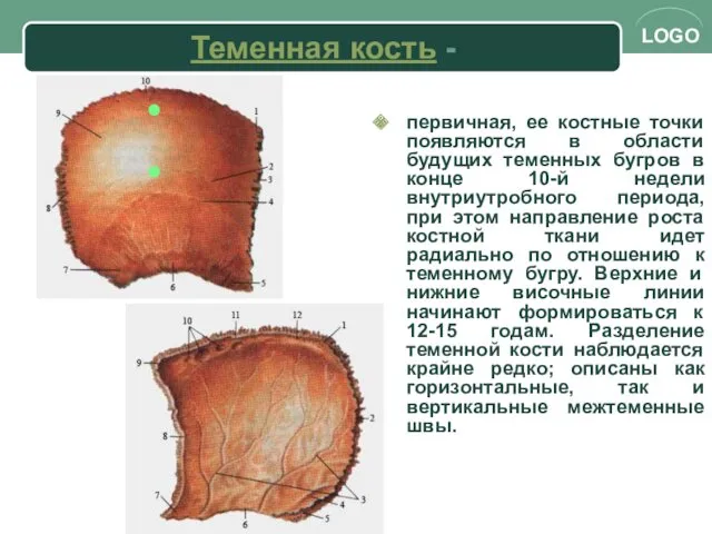 Теменная кость - первичная, ее костные точки появляются в области