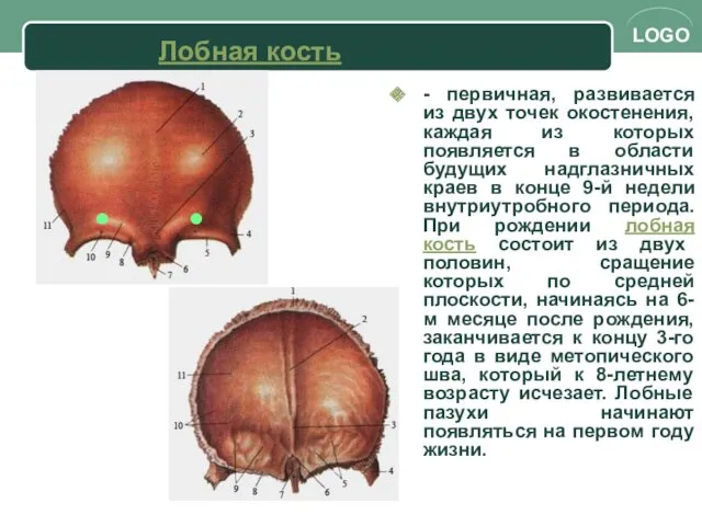 - первичная, развивается из двух точек окостенения, каждая из которых