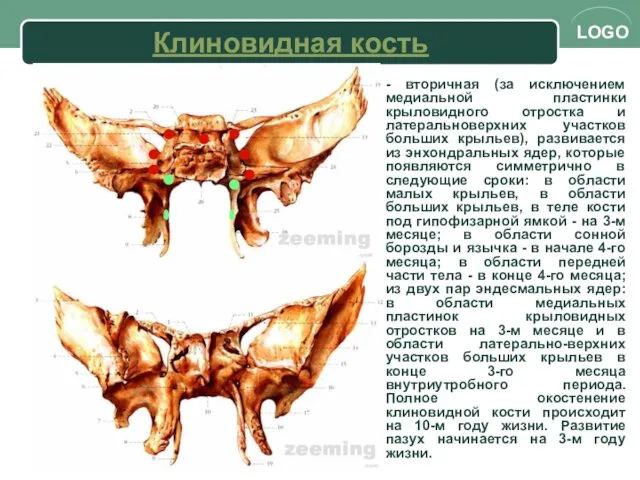 Клиновидная кость - вторичная (за исключением медиальной пластинки крыловидного отростка