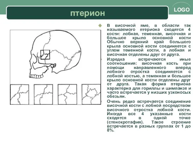 птерион В височной яме, в области так называемого птериона сходятся