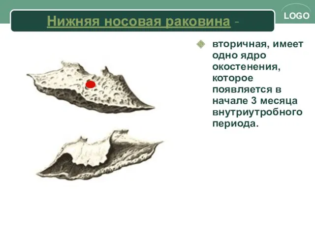 Нижняя носовая раковина - вторичная, имеет одно ядро окостенения, которое