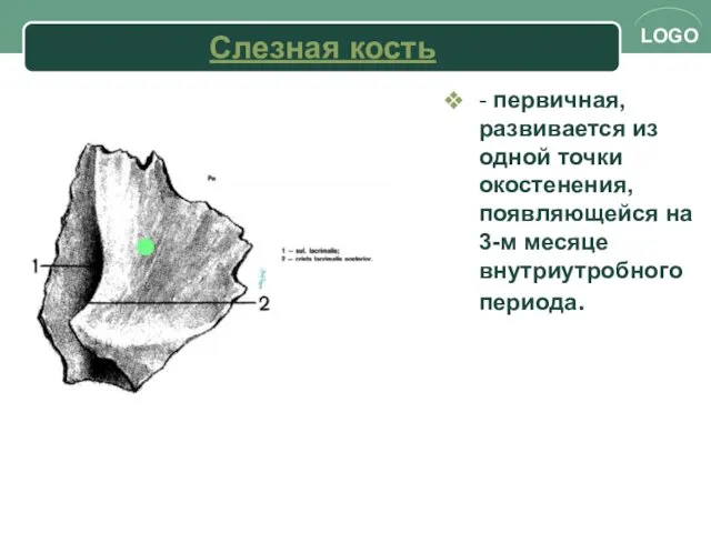 Слезная кость - первичная, развивается из одной точки окостенения, появляющейся на 3-м месяце внутриутробного периода.