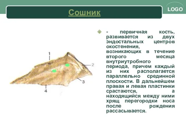 Сошник - первичная кость, развивается из двух эндостальных центров окостенения,