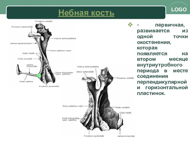 Небная кость - первичная, развивается из одной точки окостенения, которая