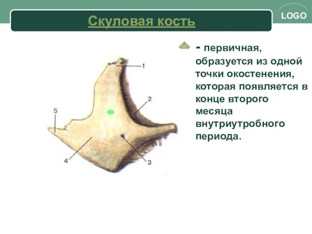 Скуловая кость - первичная, образуется из одной точки окостенения, которая